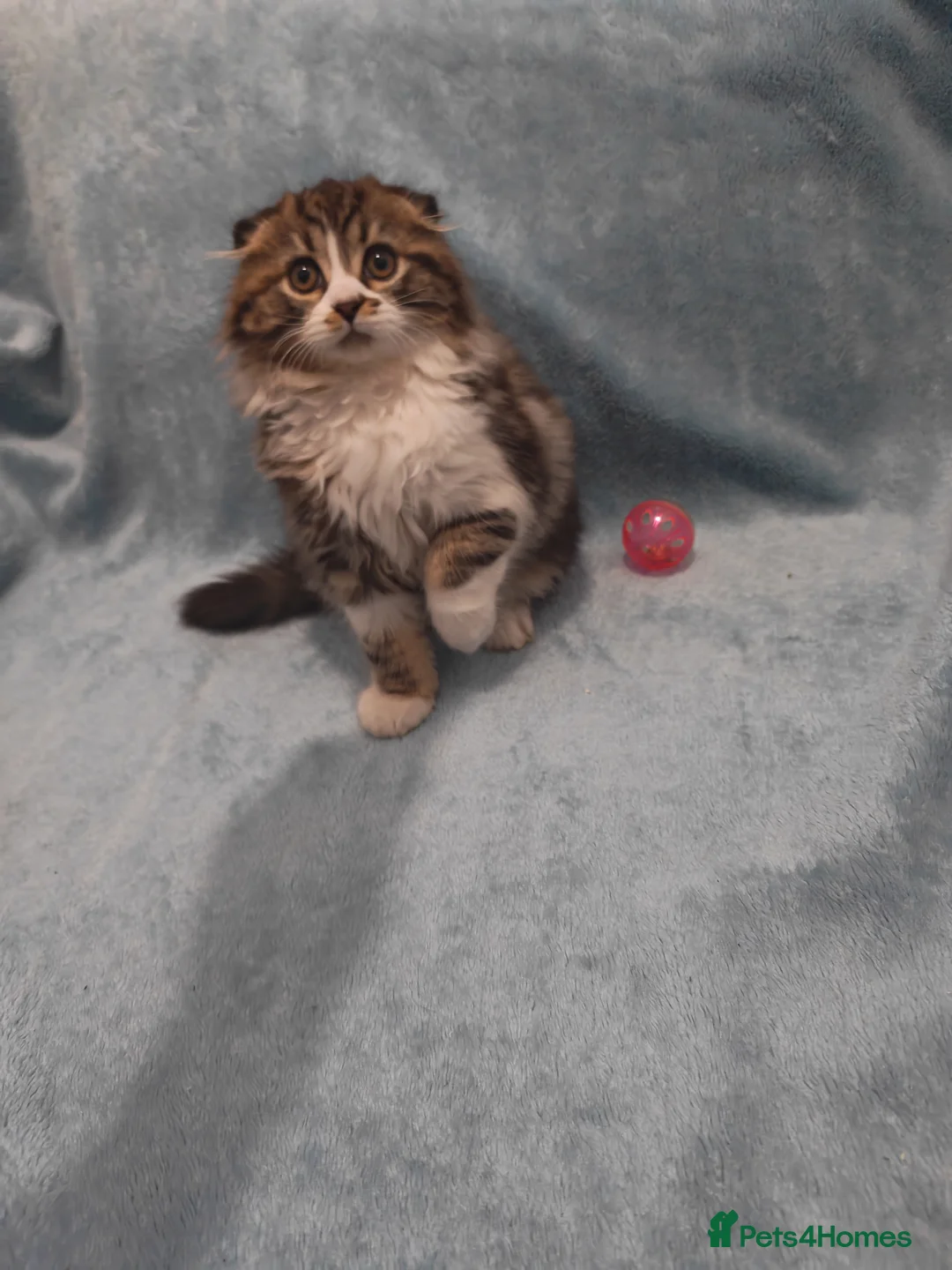 Mixed Breed cats for sale: Sccotis flod & Fluffy kittens VIDEOS - Advert 28