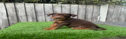 Dobermann dogs for sale: Quality European Doberman - Health Tested & Titled - Advert 8