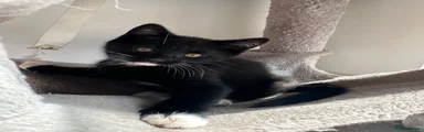 Mixed Breed Kitten 1