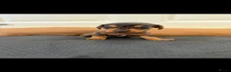 Dachshund dogs for sale: Stunning dachshund babies  - Advert 22