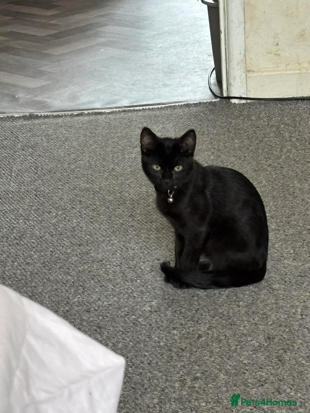 Mixed Breed cats for sale: Boy kitten  - Advert 2