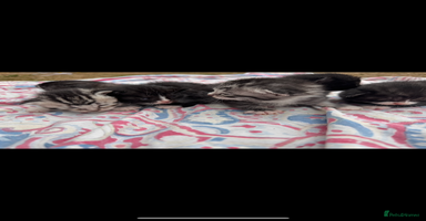 Mixed Breed cats - Advert 13