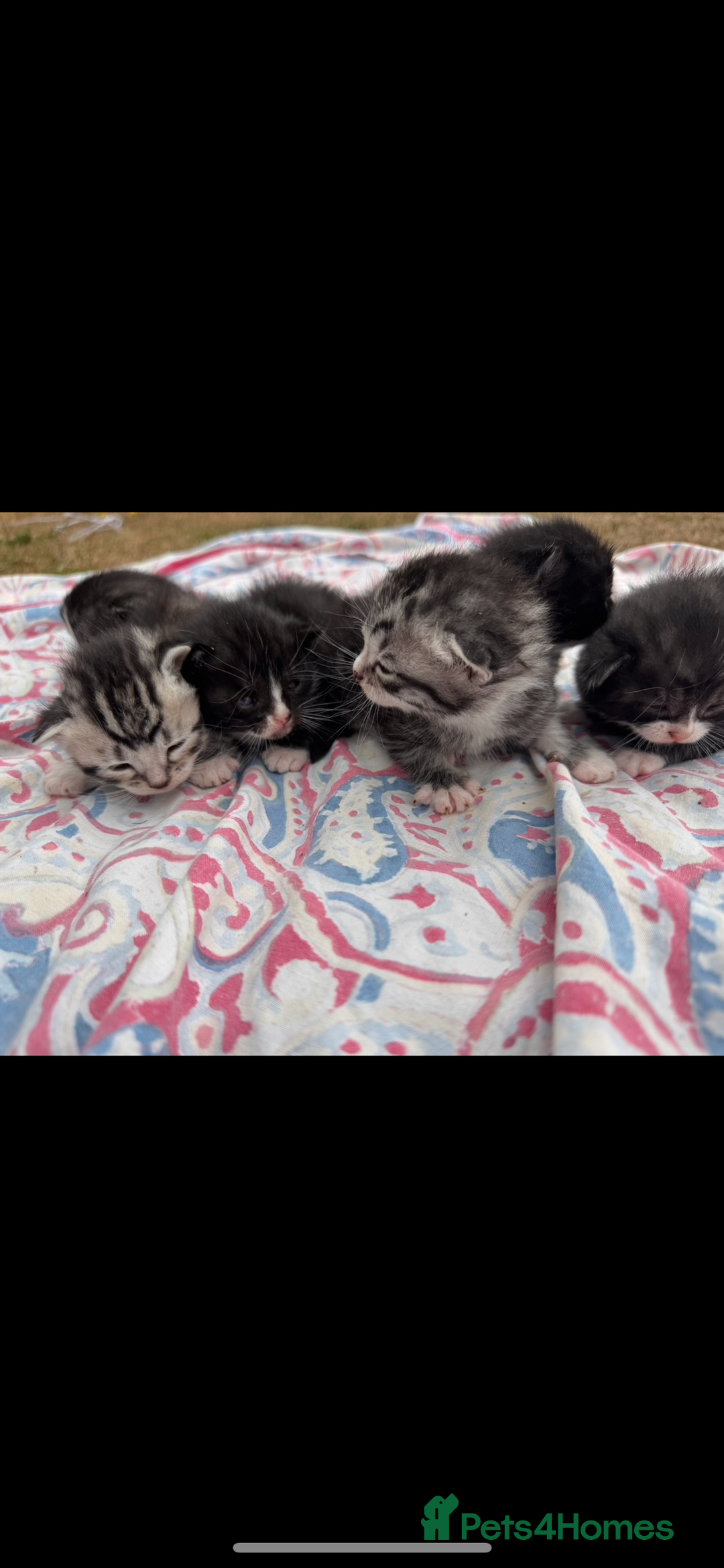Mixed Breed cats for sale: 7 beautiful kittens looking for homes🏡  - Image 2