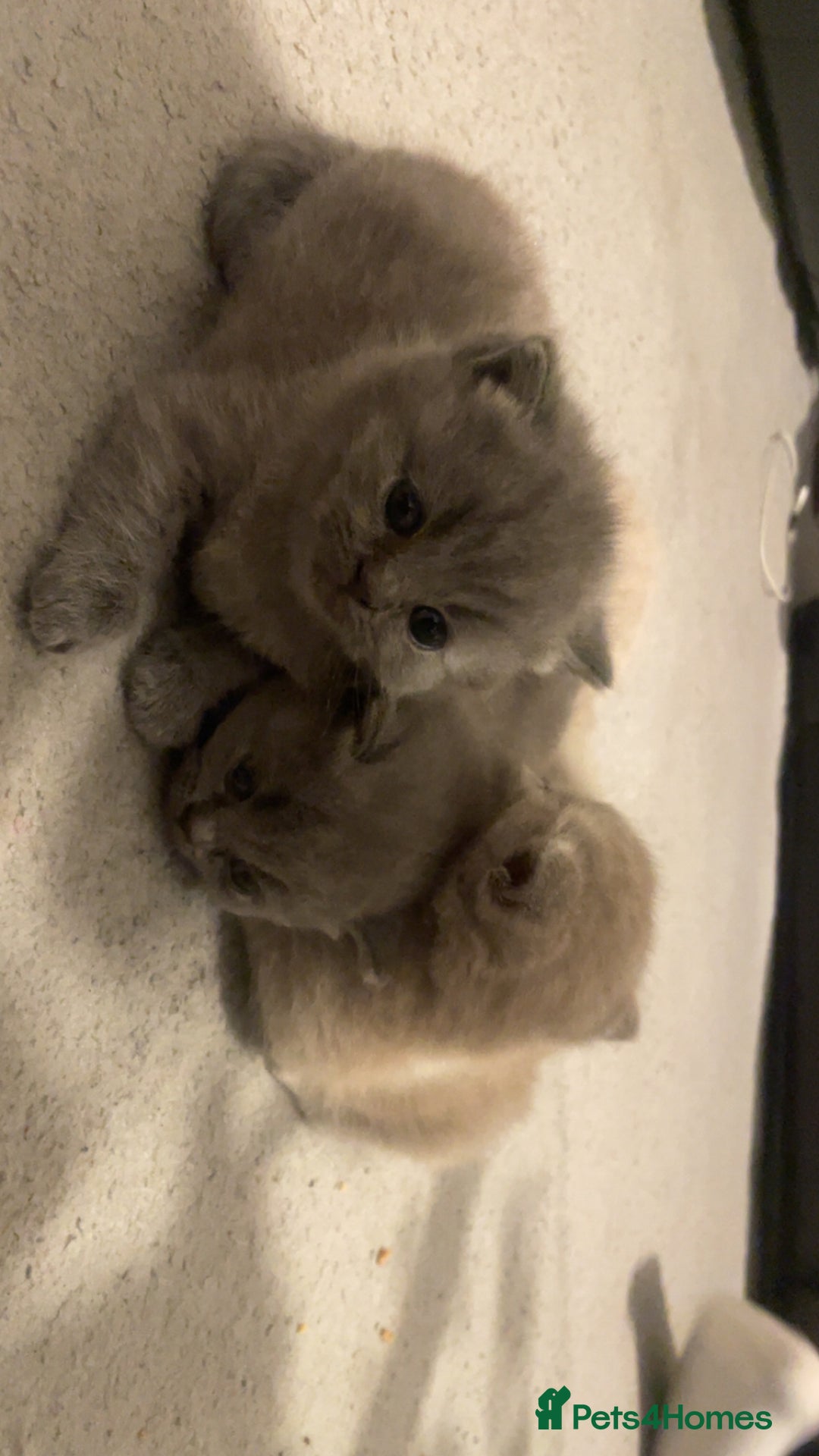 British Shorthair cats for sale:  Pedigree British shorthair kitten - Advert 3