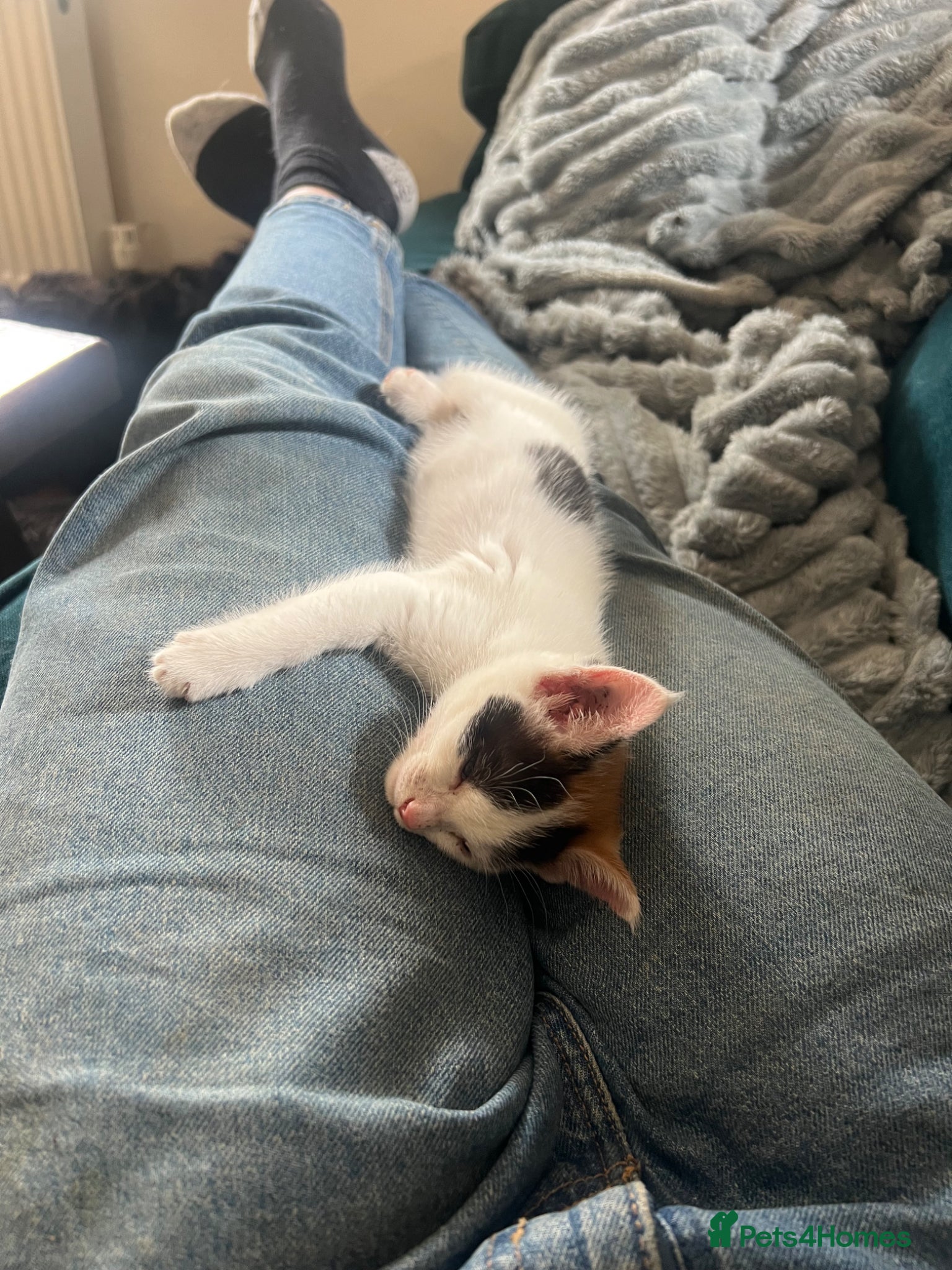 Mixed Breed cats for sale: Gorgeous Friendly Calico kittens - Advert 7