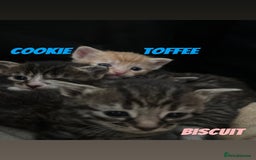 Mixed Breed cats for sale: READY TO GO tabby male female kittens brown  in Ware - Image 12