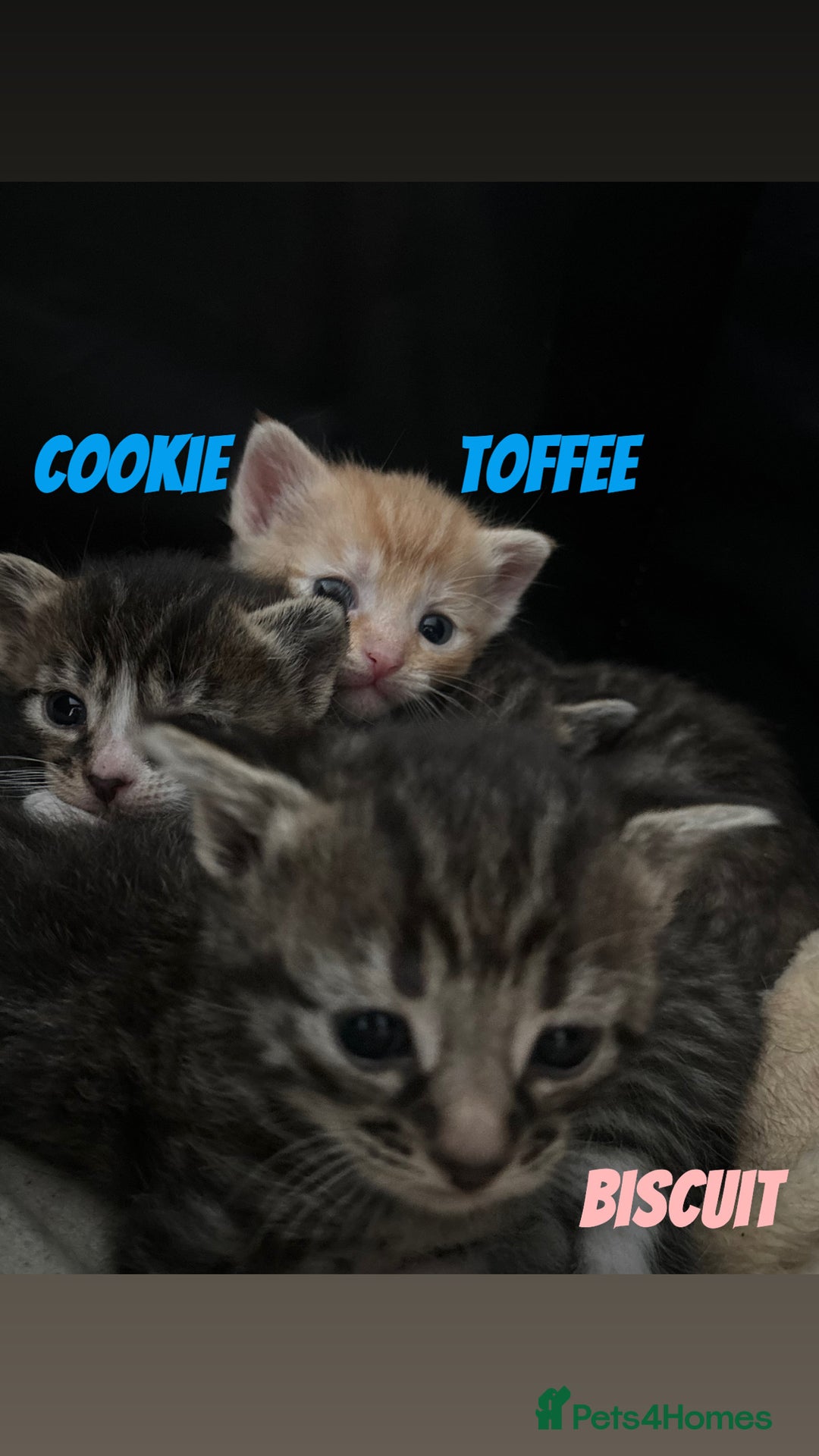 Mixed Breed cats for sale: READY TO GO tabby male female kittens brown  in Ware - Image 12
