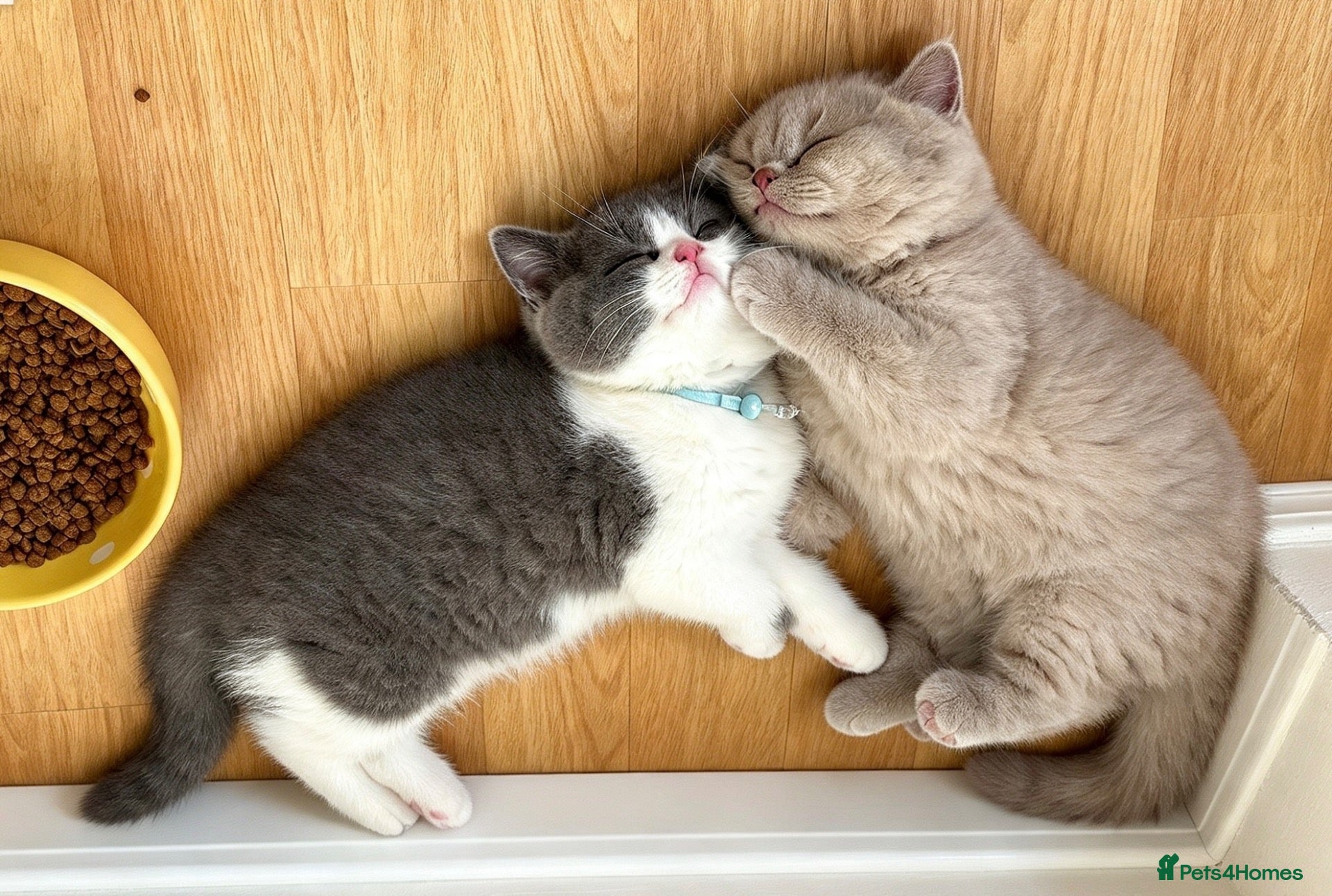 British Shorthair cats 😻 Beautiful Bsh Kittens  GCCF Registered 😻 - Advert 3