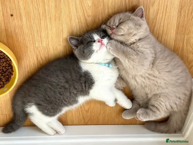 British Shorthair cats 😻 Beautiful Bsh Kittens GCCF Registered 😻 - Advert 3