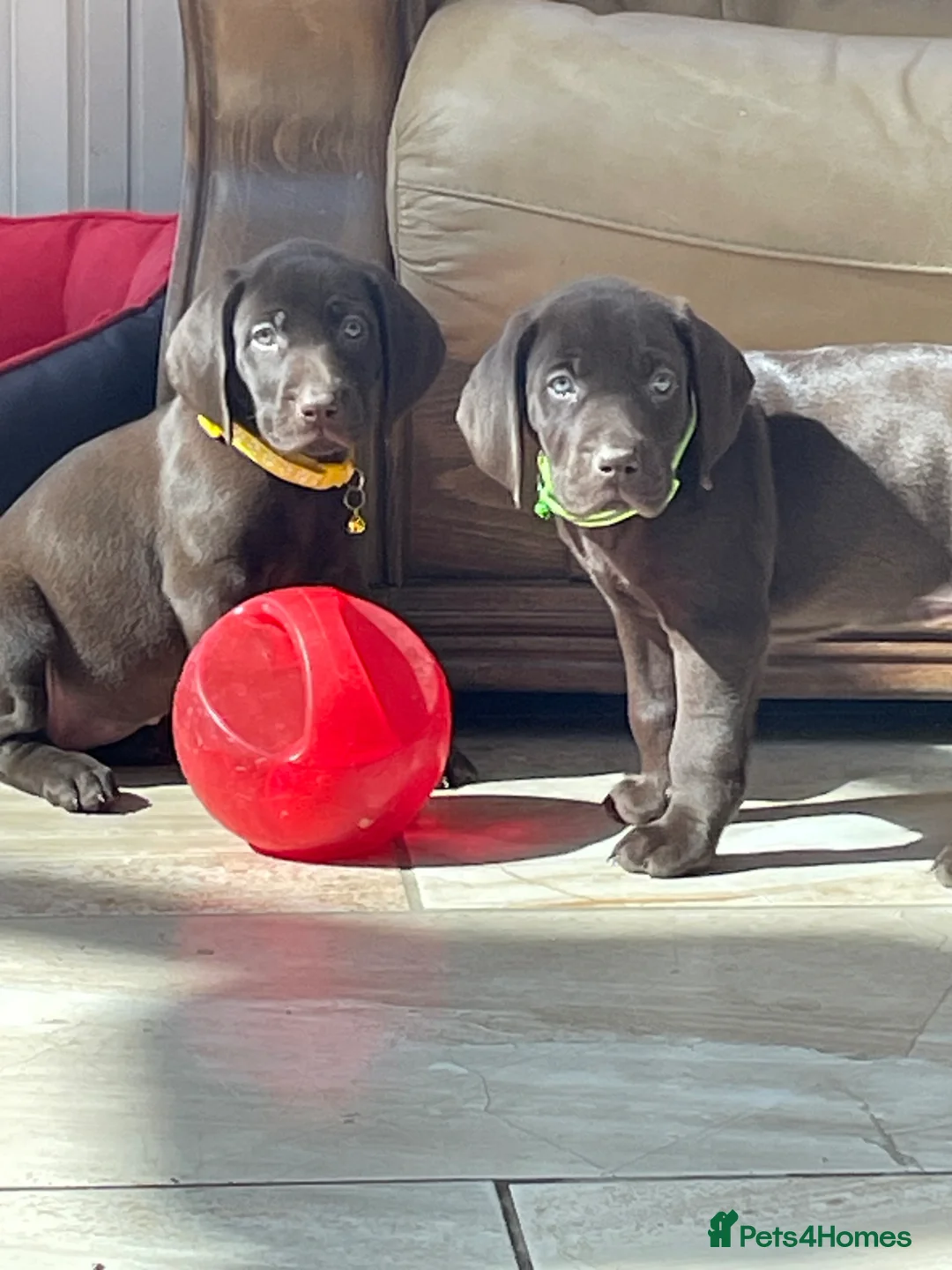 German Shorthaired Pointer dogs for sale: Boy and girls available  - Advert 12