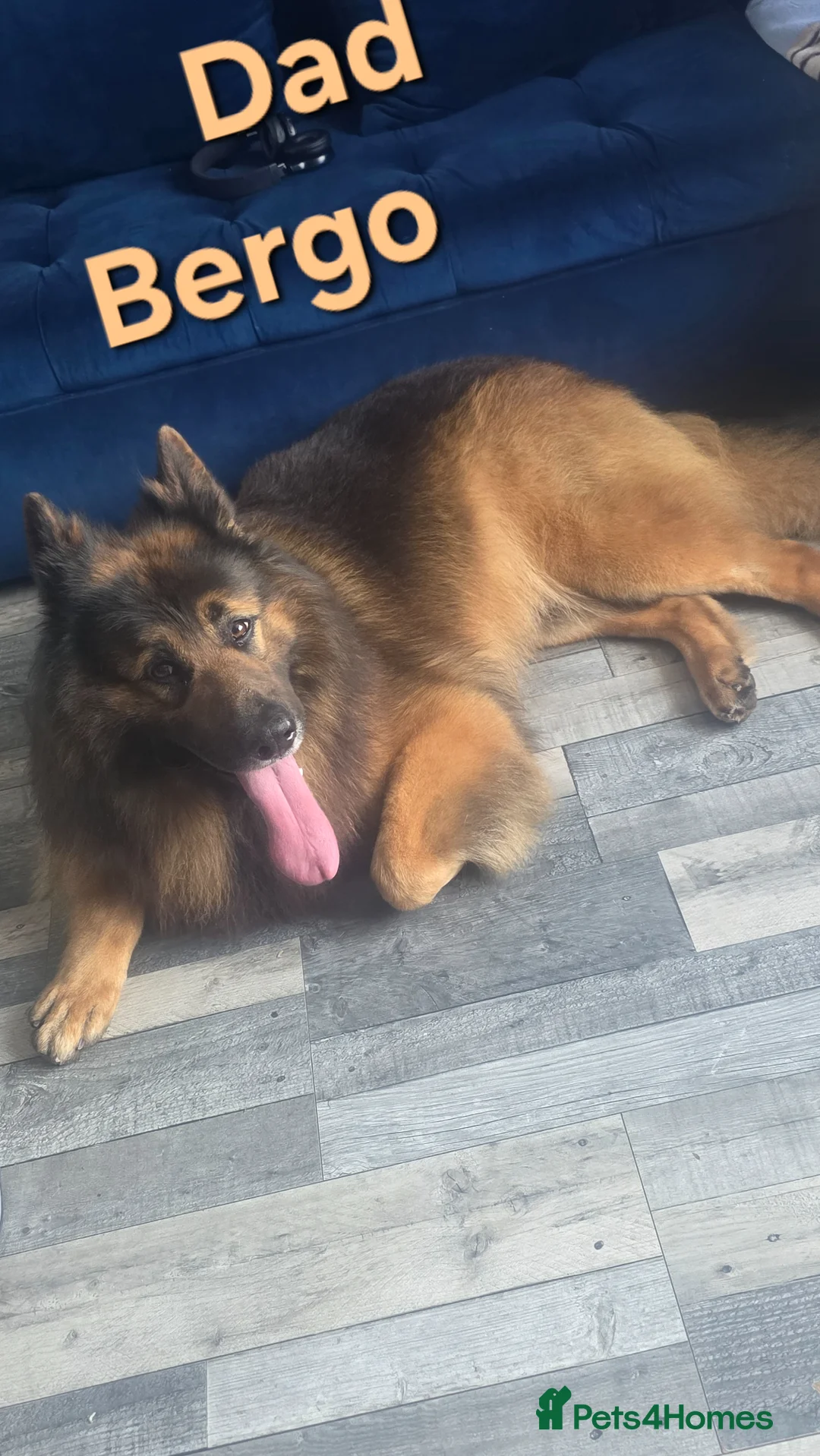 German Shepherd dogs for sale: German shepherd puppy  - Advert 8