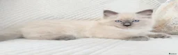 Ragdoll cats for sale: Blue Point Ragdoll Kittens 3 boys left  - Advert 4
