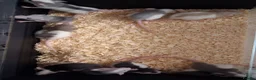 Rat rodents for sale: Baby Dumbo Rat's, Natural , Rex , Nakeds  - Advert 14