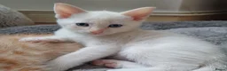 Mixed Breed cats for sale: Six boys and one girl😍😍😍 - Advert 21