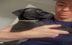 Cane Corso dogs for sale: READY REDUCED CANE CORSO - Image 11