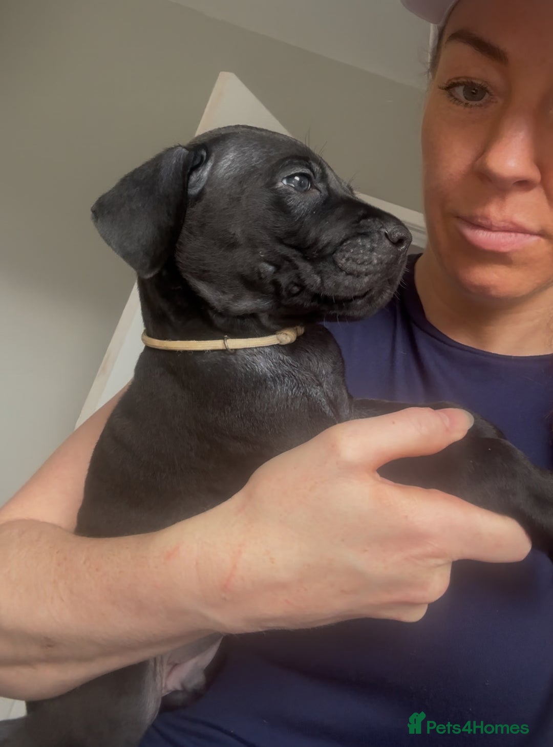 Cane Corso dogs for sale: READY REDUCED CANE CORSO - Image 11