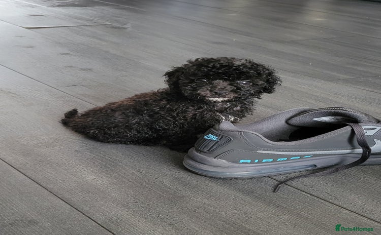 Toy Poodle dogs - Advert 13