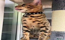 Bengal cats for sale: Boy and a girl bangle Kittin for sale - Image 5