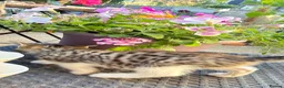 Mixed Breed cats for sale: Mix Bengal  - Advert 7