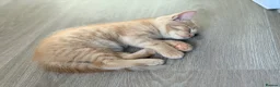 Mixed Breed cats for sale: Maine Coon x British Shorthair  - Advert 5