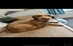 Doxiepoo dogs for sale: Male Daxipoo for sale  - Image 3
