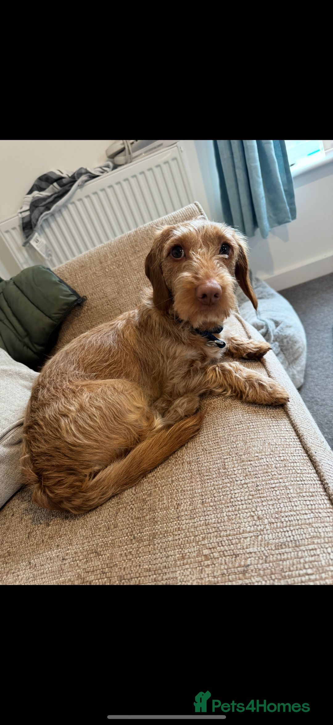Doxiepoo dogs for sale: Male Daxipoo for sale  - Image 3