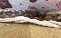 Mixed Breed dogs for sale: Jack Russel/miniature Datchound - Image 1