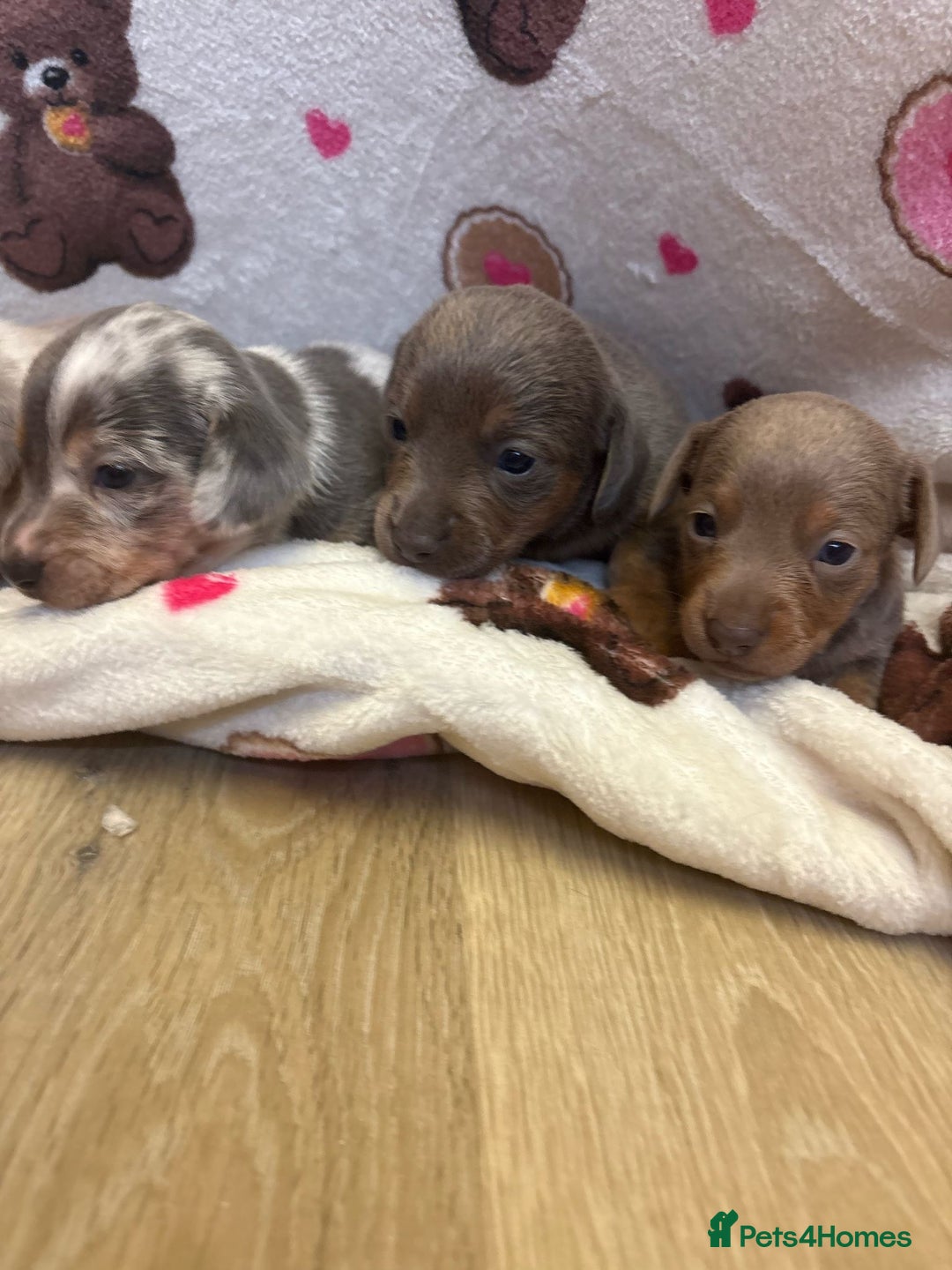 Mixed Breed dogs for sale: Jack Russel/miniature Datchound - Image 1