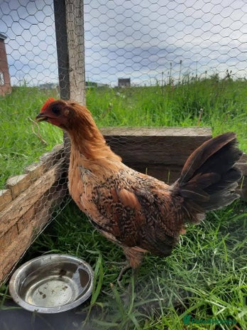 Chickens poultry - Advert 19