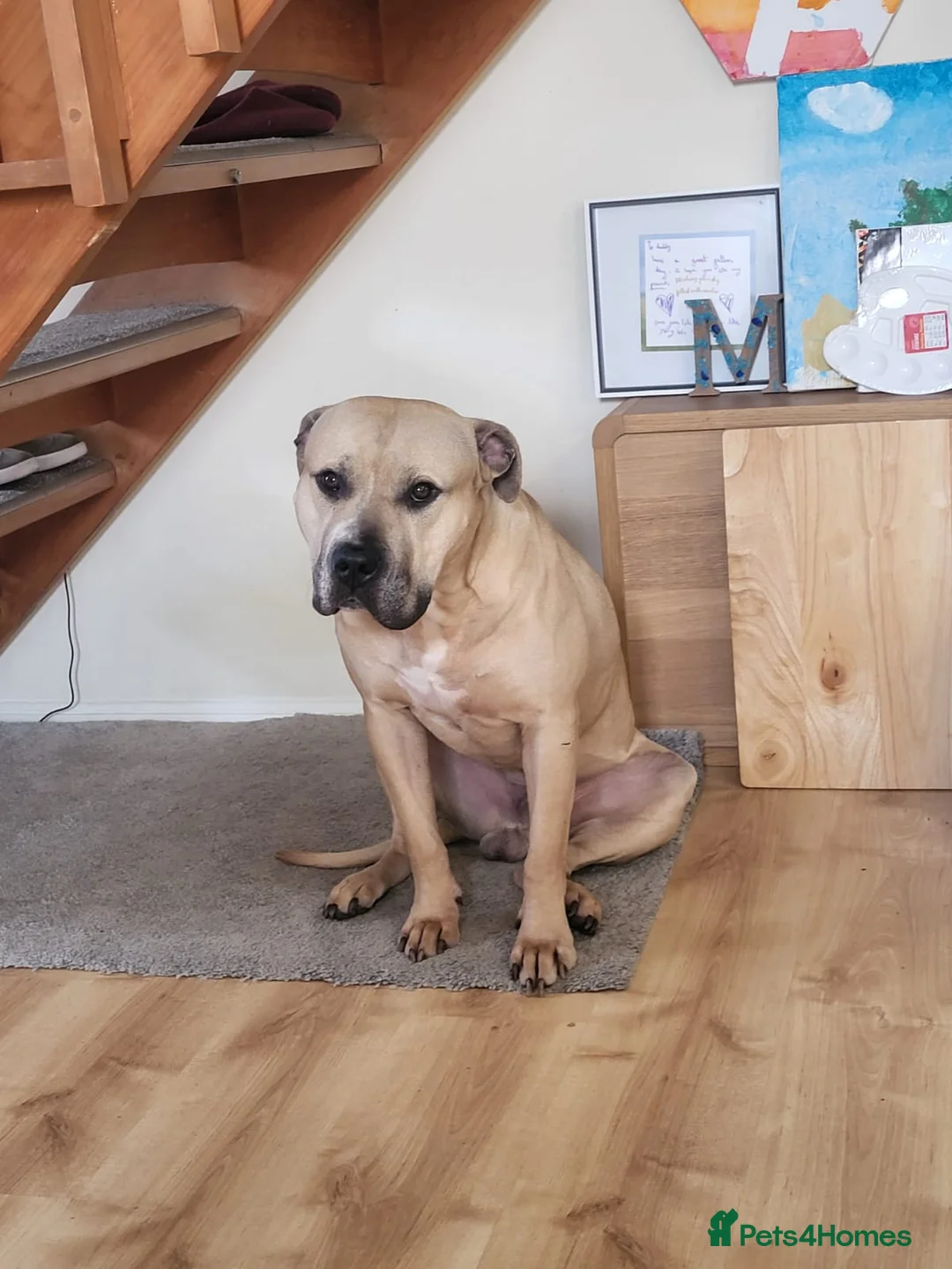 Mixed Breed dogs for sale: URGENT home needed  - Advert 3