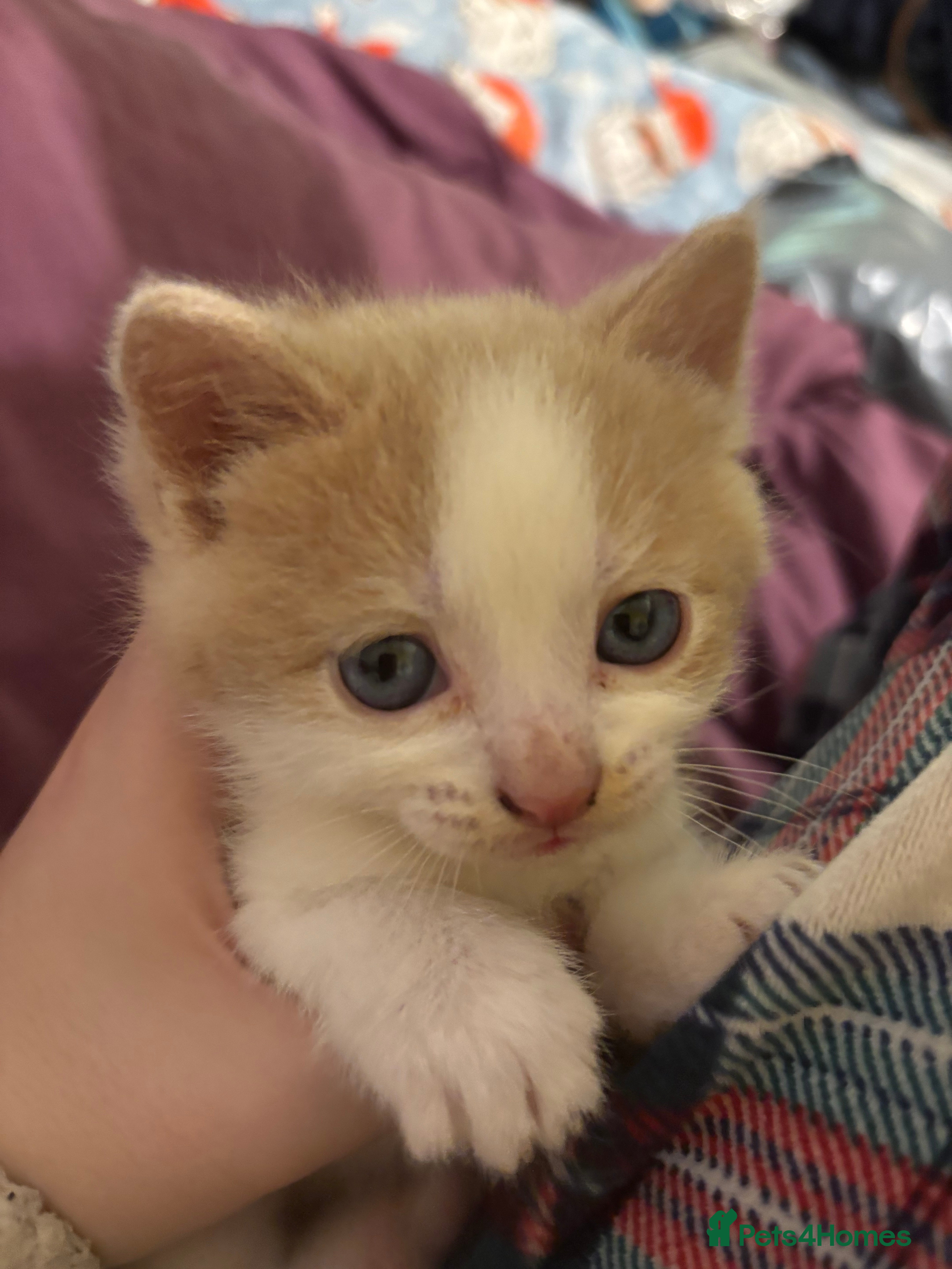 British Shorthair cats for sale: 3 half british shorthair boys - Advert 9