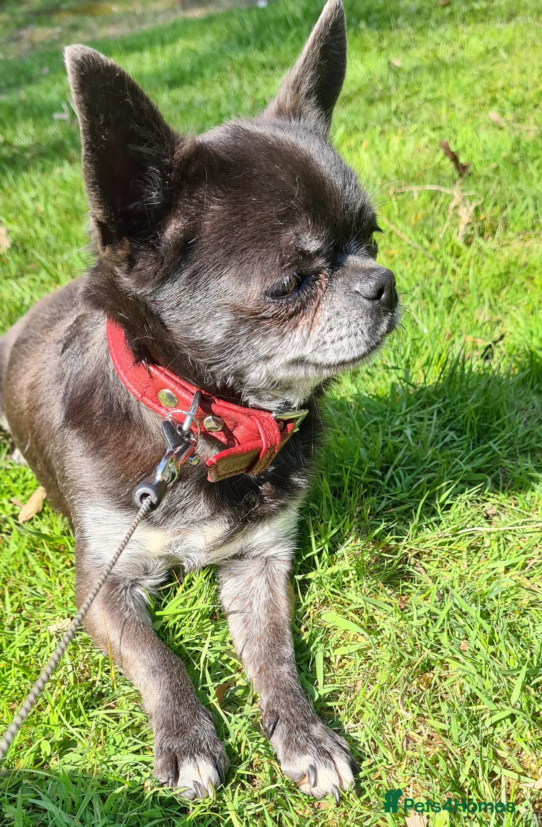 Chihuahua dogs for stud: KC Blue Smooth Coat Chihuahua in Blairgowrie - Advert 5