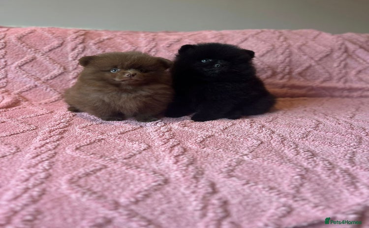 Pomeranian dogs - Advert 3