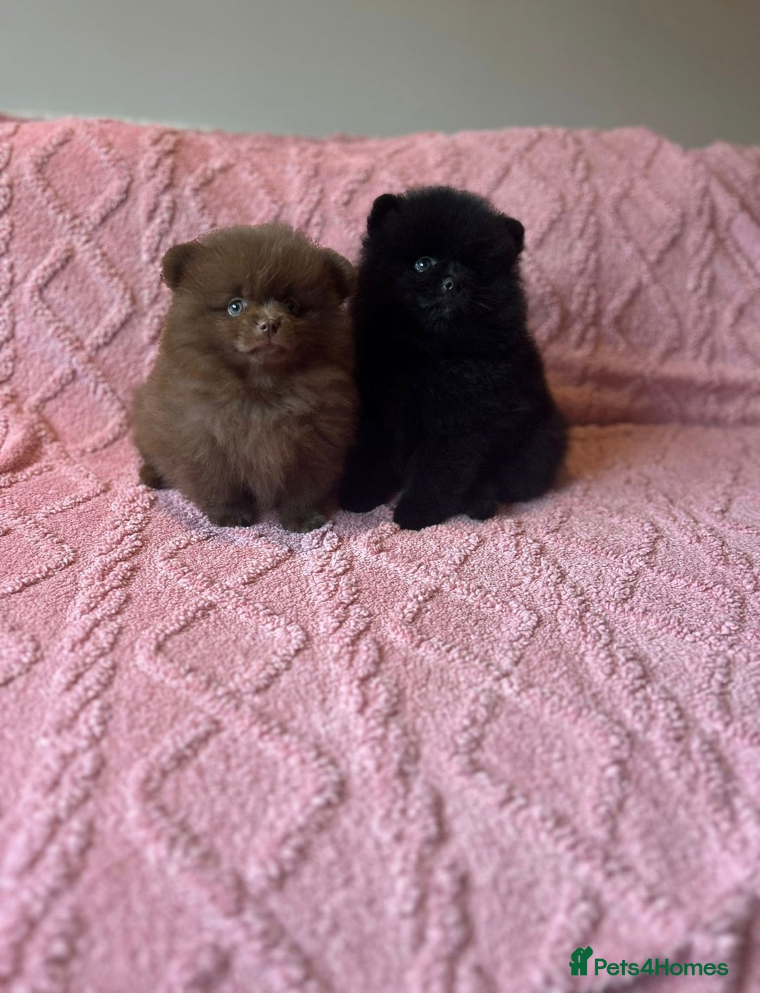 Pomeranian dogs for sale: Beautiful Pomeranians Ready for new forever homes  - Image 1