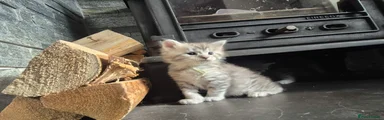 Maine Coon green