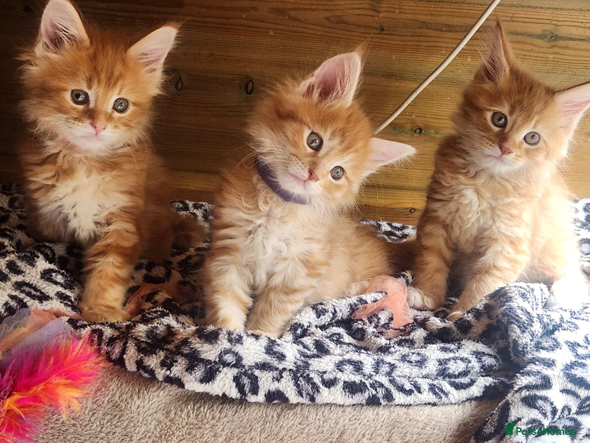 Maine Coon cats Maine Coon Litter of 5 now reserving - Advert 4