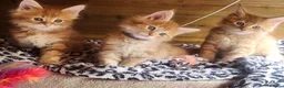Maine Coon cats for sale: Maine Coon ginger Ready Now!! Absolutely gorgeous! - Advert 19