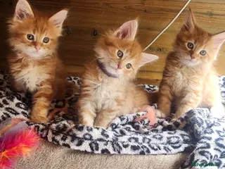 Maine Coon cats Maine Coon Litter of 5 now reserving - Advert 4