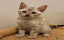 Bengal cats for sale: Snow and Brown boy TICA bengal kittens  - Image 25