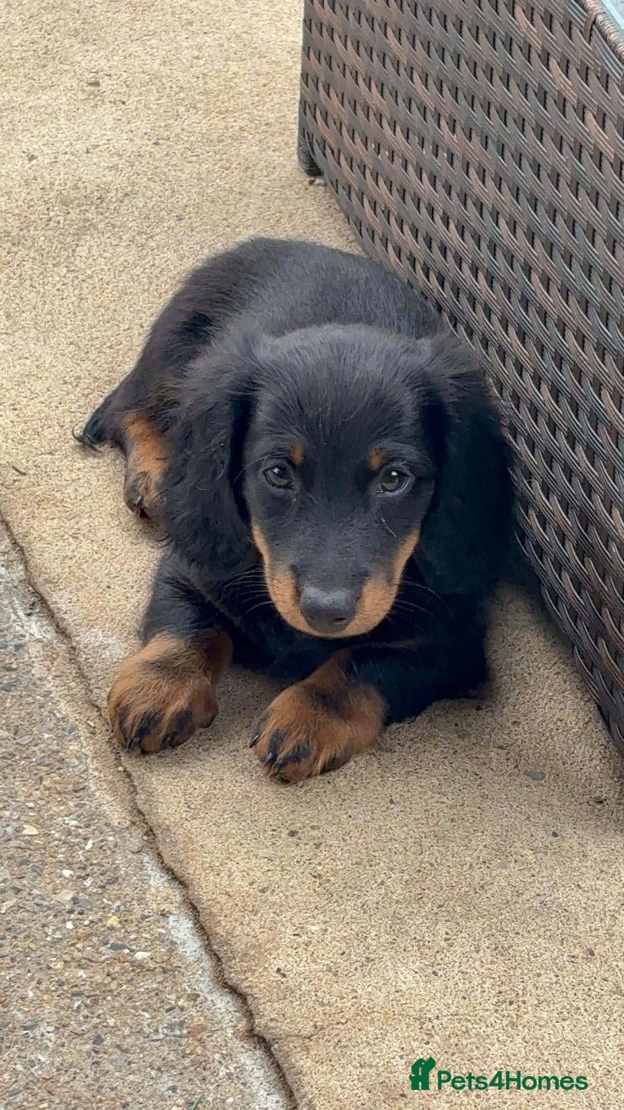 Miniature Dachshund dogs Miniature Dachshund Fluffy & Smooth  - Advert 2