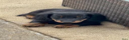 Miniature Dachshund dogs for sale: READY NOW Full Vaccination Dachshund Flufy & Smoth - Advert 19