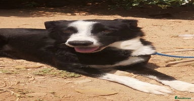 Mixed Breed dogs in Hengoed - Advert 4