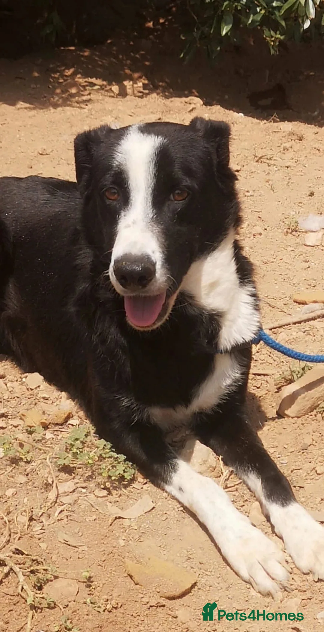 Mixed Breed dogs for adoption: Reduce fee an Urgent 🚨 home for Max in Hengoed - Advert 6