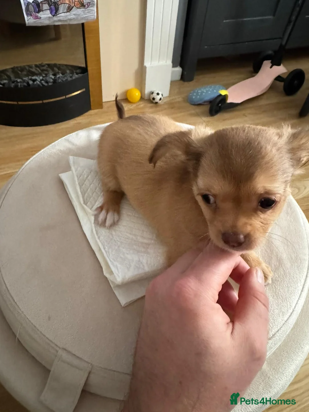 Chihuahua dogs for sale: 🐾 **  Long-Haired Chihuahua Puppy–Deer Head🐾 - Advert 9