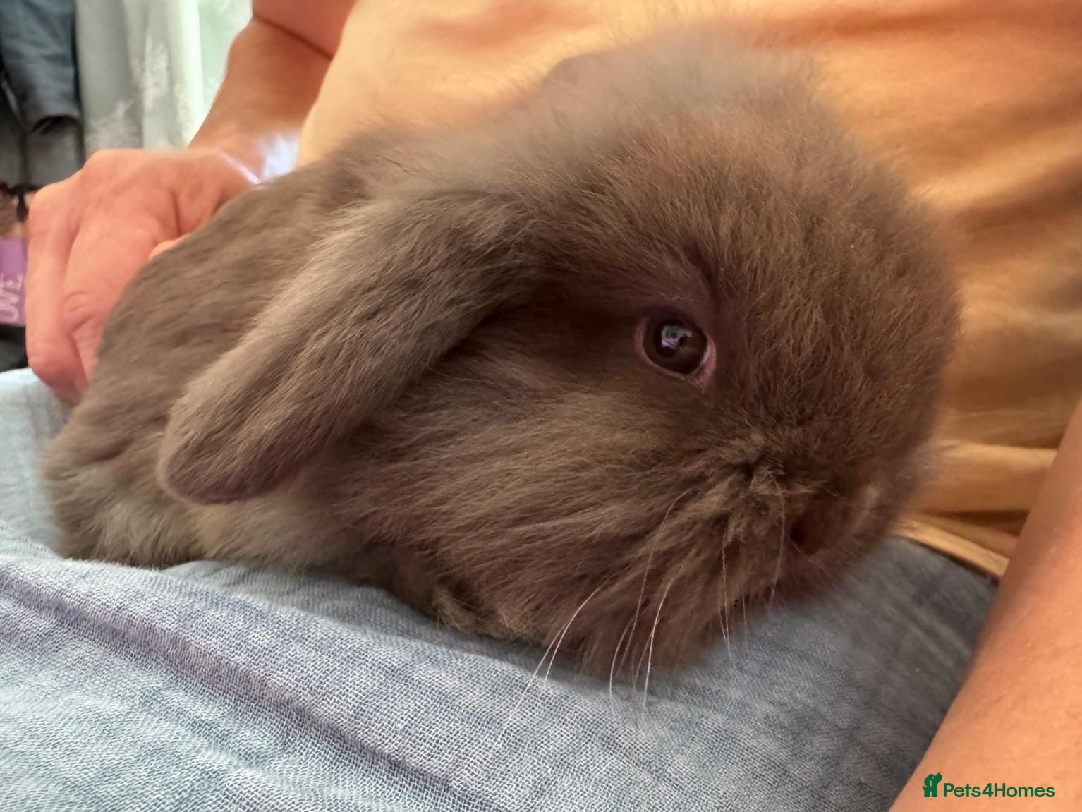 Dwarf Lop rabbits for sale: 1 mini dwarf lop bunny and 1 mini lion head - Advert 8