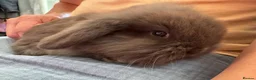 Dwarf Lop rabbits for sale: 3 mini dwarf lop bunnies in Hereford - Advert 5
