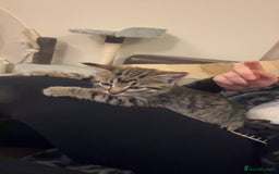 Mixed Breed cats for sale: Gorgeous kittens  - Image 11