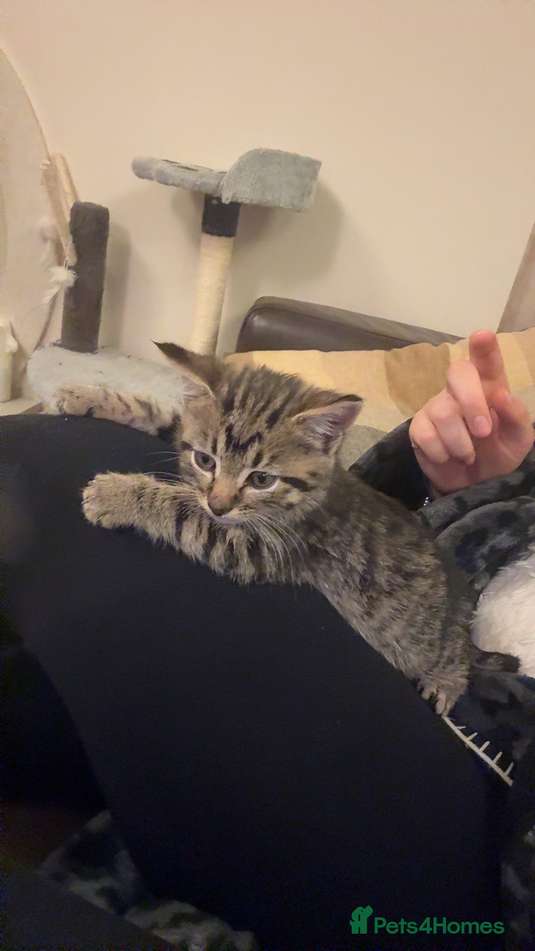 Mixed Breed cats for sale: Gorgeous kittens  - Image 11