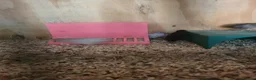 Quail poultry for sale: 4 week old button quail. Unsexed - Advert 5