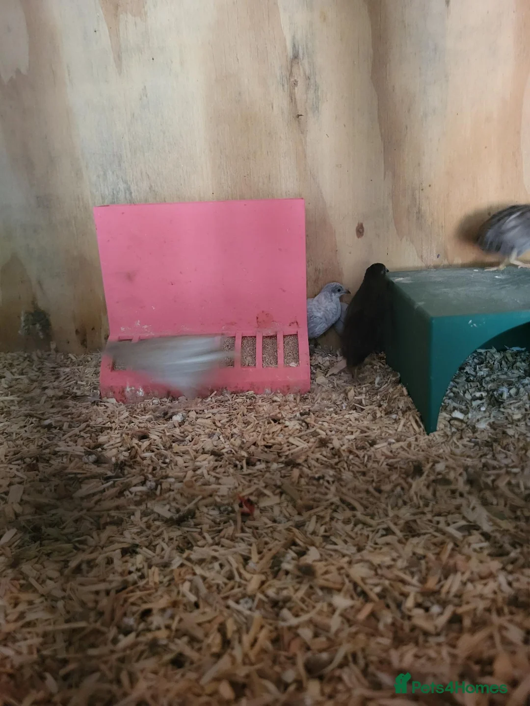 Quail poultry for sale: 4 week old button quail. Unsexed - Advert 5